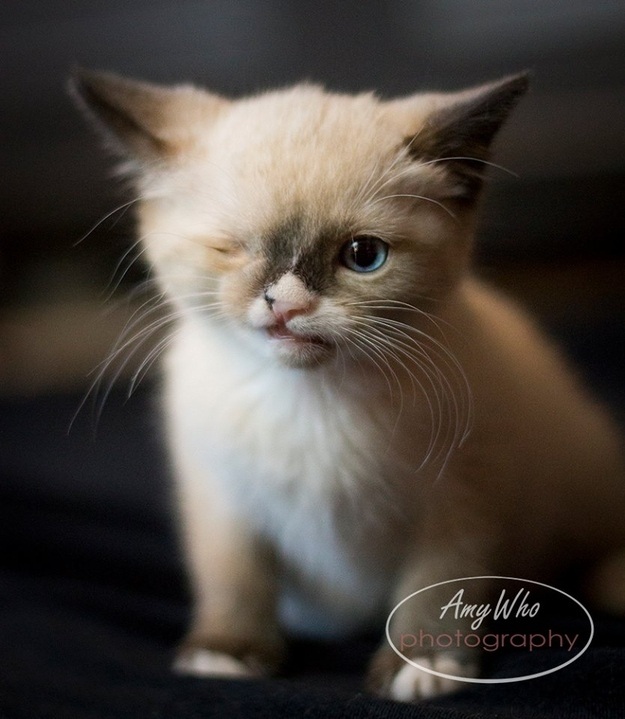 Picture of a kitten named Sir Stuffington.  He was attacked by a racoon and only has one eye.